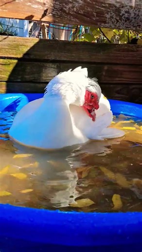 Day Takes A Bath 🛁