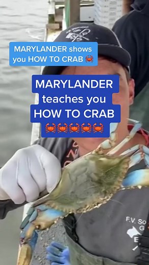 Crabbing Enthusiast: The Marylander's TikTok Success Story