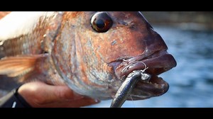 61K views · 449 reactions | Get the latest on tackle and technique for snapper soft baiting success! Join the Berkley team at snapper heaven, Great Barrier Island, NZ. #catchmorefish #passioninspiresobsession | Berkley Fishing | Facebook
