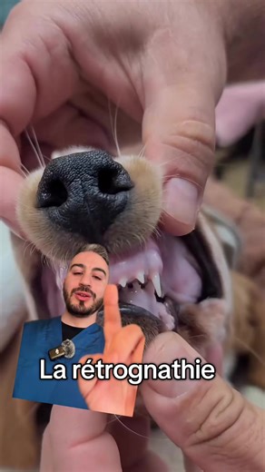 Il n’existe pas de traitement. Cela dit, pour corriger l’alignement des dents, les traitements d’orthodontie humaine ont été adaptés. Il est donc possible de repositionner les dents partiellement, dont celles de la mâchoire et du maxillaire supérieur #dr_handi_veto #veterinaire #chien #vet #devinelapersonne