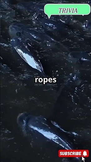 The Amazing Life Cycle of Tilapia!