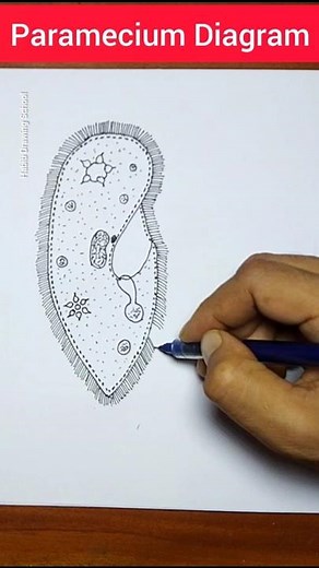 How to draw Paramecium #shorts #paramecium #microbiology