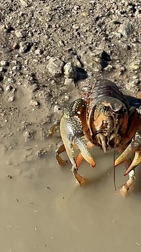 My Mom… | Doss Farms