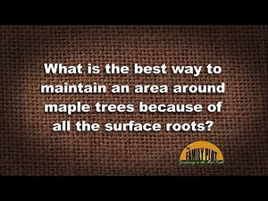 Q&A – What is the best way to maintain the area around a maple because of the roots?