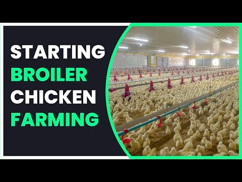 How to get Started with Broiler Chicken Farming Project In Zimbabwe