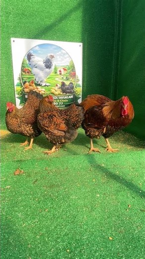Gsg Wyandotte Kuluçkalık Yumurta & Civciv 2026 #chicken #farm #chicks