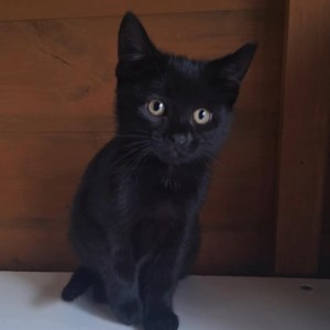 10K views · 86 reactions | These beautiful babies will be ready for adoption soon | The Animal House Rescue | Facebook