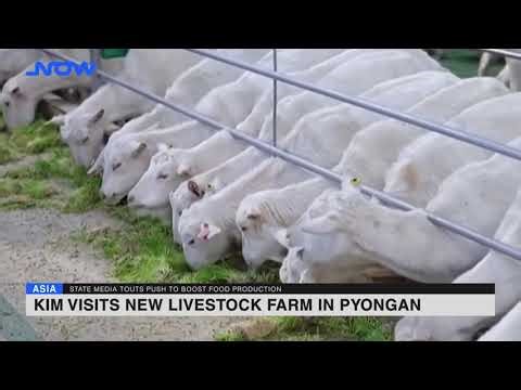 Kim visits new livestock farm in Pyongan