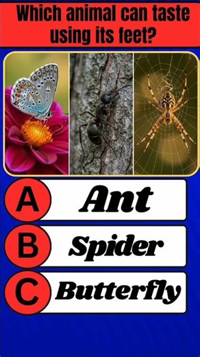 Animal That TASTES With Its Feet! 👅🦶