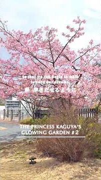 かぐや姫の光る庭 第三章 ② 〜 月に咲く、光の桜 〜 #かぐや姫の光る庭 #サクラマチクマモト #熊本 #こころのカケラ