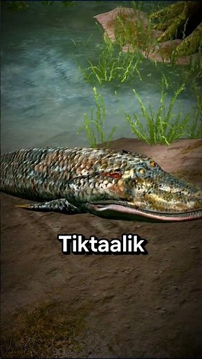 The Fish That Walked?! Meet Tiktaalik