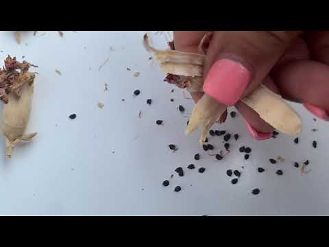 Collecting Carnation Seeds