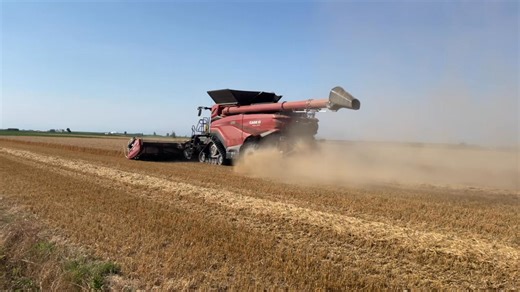 Case IH AF10, prima macchina venduta in Italia 🇮🇹, con barra MacDon FD235 in campo nel basso veronese a San Pietro di Legnago #NewsAgricoltura | NewsAgricoltura