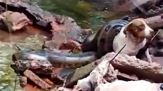 Residents race to free family dog from massive anaconda in Brazil