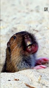 Quick Gopher Facts - The Meals-To-Go Rodent - Animal a Day #shorts
