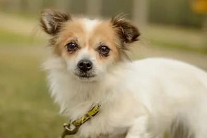 21 adorable dogs waiting for a forever home in Kenilworth Dogs Trust - including pooches with Super Mario-inspired names