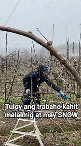 16K views · 210 reactions | Kahit may snow tuloy amg trabaho ng mga Pinoy farmer sa South Korea #ofwreels #viralreelsfb #followersreels #korikongtv #seasonalworkersprogram #farmerabroad #seasonalfarmworker #ofwlife #OFW #fblifestyle Korikong tv | Korikong Vlogs | Facebook