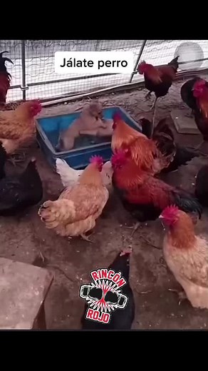 Chickens Enjoy Water Playtime in Outdoor Pen