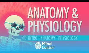 Mind Luster - Learn Introduction to Anatomy Physiology Crash Course A P 1