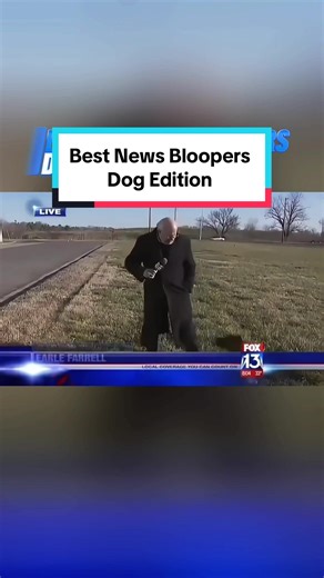 Best News Bloopers | The start of a new friendship 🐕🎤#newsbloopers #newsfails #blooper😂 #newsflub #dogsoftiktok