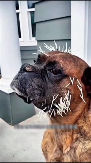 The real secret of porcupine quills 😱 | Porcupine Quill Truth #Porcupine