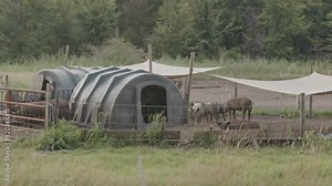 Wide view of free range pigs in a large and well maintained pen on a green meadow on a sunny summer day