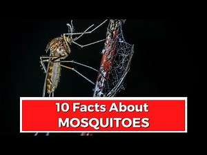 10 FACTS ABOUT MOSQUITOES