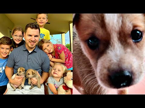 🐶Puppies RESCUED from EARTHQUAKE!