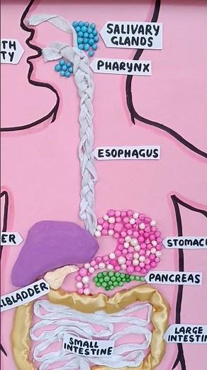 digestive system 3D model project #schoolprojectmaker