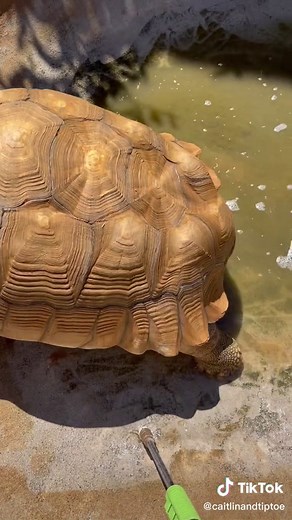 Presuring washing Tiptoe’s spa ✨💕🐢 clean clean machine