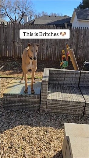 Meet the Pack, Part 1 | Britches 🤍 Built for Speed. Made for Love.