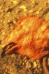 Chicken Head - Movie