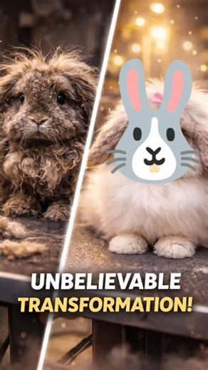 The Most Satisfying Rabbit Grooming Transformation
