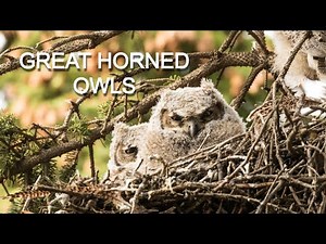 Great Horned Owl | Nesting, Hunting & Life Cycle
