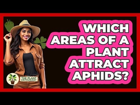 Which Areas Of A Plant Attract Aphids?