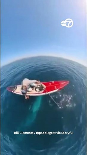 Whale Swims Right Next to Paddleboarder
