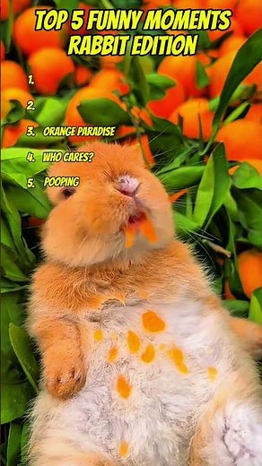 Try Not to Laugh – Funniest Rabbit Moments Ever! #funny #rabbit #funnyvideo