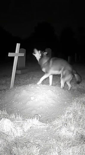 Dog Cried at a Grave All Night… CCTV Caught Everything 😢