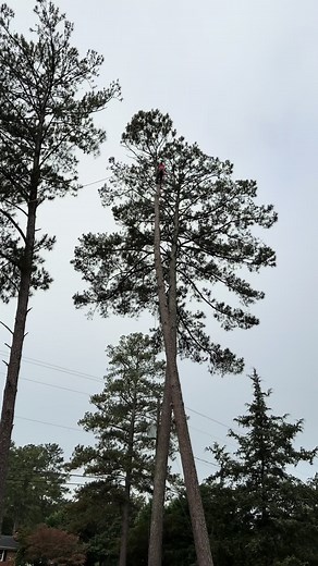 #Treeservice#escalador#Treework 🤟🏻