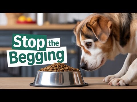 How to Stop Dog Begging During Meals