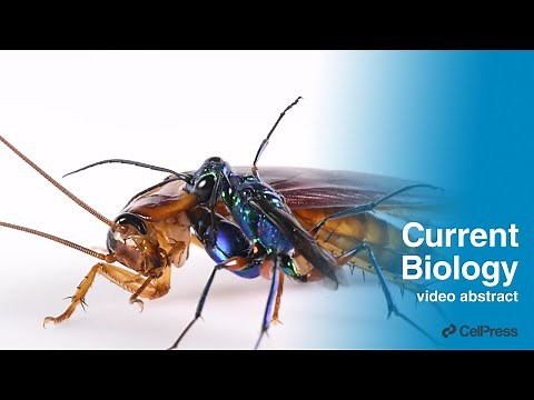 Jewel wasp larva eats cockroach / Curr. Biol., Aug. 7, 2023 (Vol. 33, Issue 15)