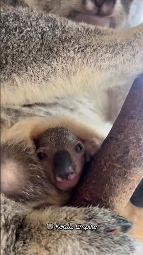 Koala Joey Season Has Begun | Adorable Baby Koalas Peek Out for the First Time