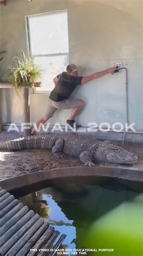 smart crocodile 🐊! Wait for end 🤯🤯 #shortvideo#animationmeme #shorts