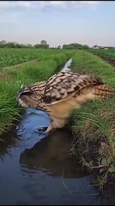 Owl Owls Birds Owl Videos Birds Video Owl photography Birds Picture #Owl #Owls #Birds #owlvideos #BirdsVideo #owlphotography #nature #littleowls | Birds Lover