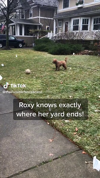 Keeping Your Pet Safe and Happy with Invisible Fence