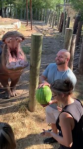 112M views · 202K reactions | Gender reveal video with Tank the hippo! Just a little bit of blue Jell-O in the watermelon. Went viral on Twitter, 3 million views. There were a few trolls of course. 'No hippos were harmed in the making of this video' Update: Cumulative views reaching 15 million! 9/28/19 Update: Cumulative views reaching 75 million! 3/23/2020 | Capital of Texas Zoo | Facebook