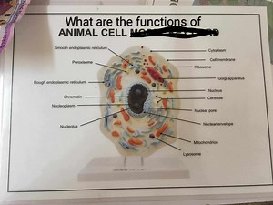 What are the functions of an animal cell?List and describe th... | Filo