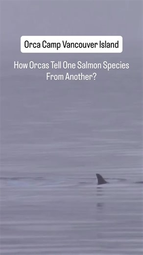 Orcas don’t just hunt with their eyes — they see with sound. Every echolocation click bounces off the salmon in front of them, and each species sends back its own unique echo. Why? Because every salmon has a different swim bladder shape and size — like an acoustic fingerprint. This means an orca can hear whether it’s Chinook, Sockeye, or Coho long before it sees it. They also use: • Depth (some species swim deeper) • Movement patterns • Body size & shape Put together, these clues help orcas choo