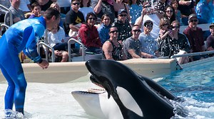 Blackfish, dwindling revenues sink SeaWorld's CEO