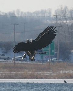 448K views · 6.7K reactions | Ever seen flying fish?? Bald Eagle mugs fellow Eagle to force its fish to fly! #baldeagles #baldeagle | Mike Lemery Films | Facebook